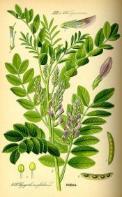 Glycyrrhiza glabra for PCOS