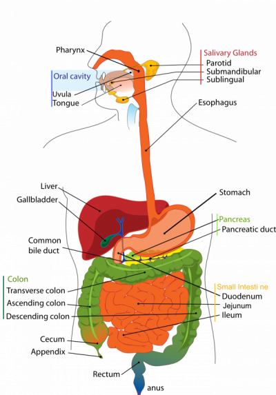the digestive system in pcos